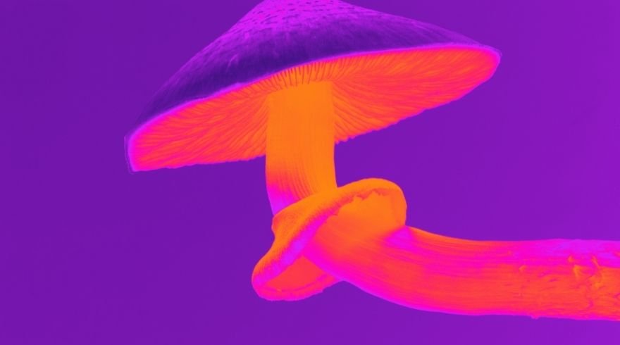 Magic Mushrooms To Be Used In The Treatment Of Depression?