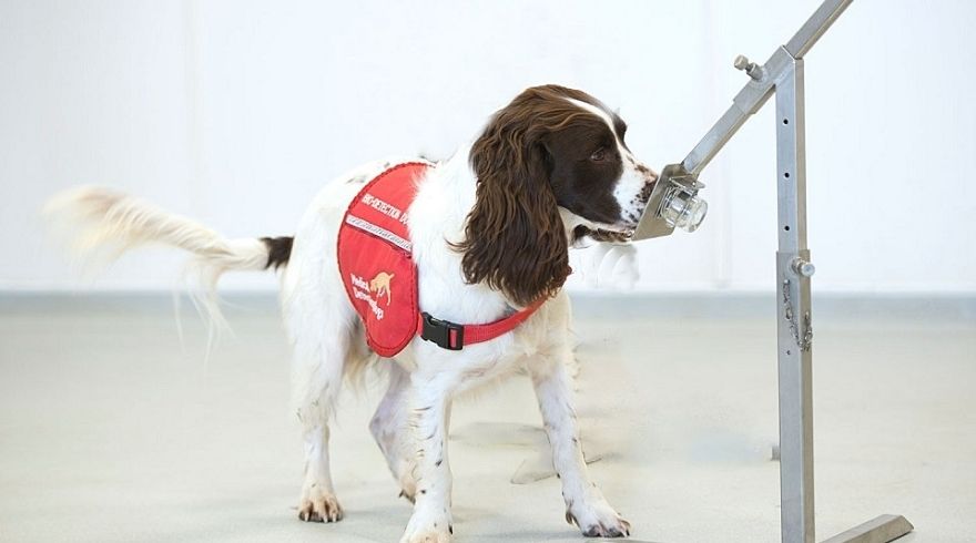 Covid detection dogs are an actual thing!