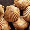 Scallops love Disco (lights) - scientists make an accidental discovery