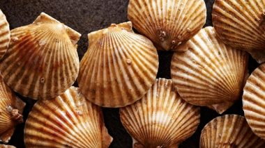 Scallops love Disco (lights) - scientists make an accidental discovery