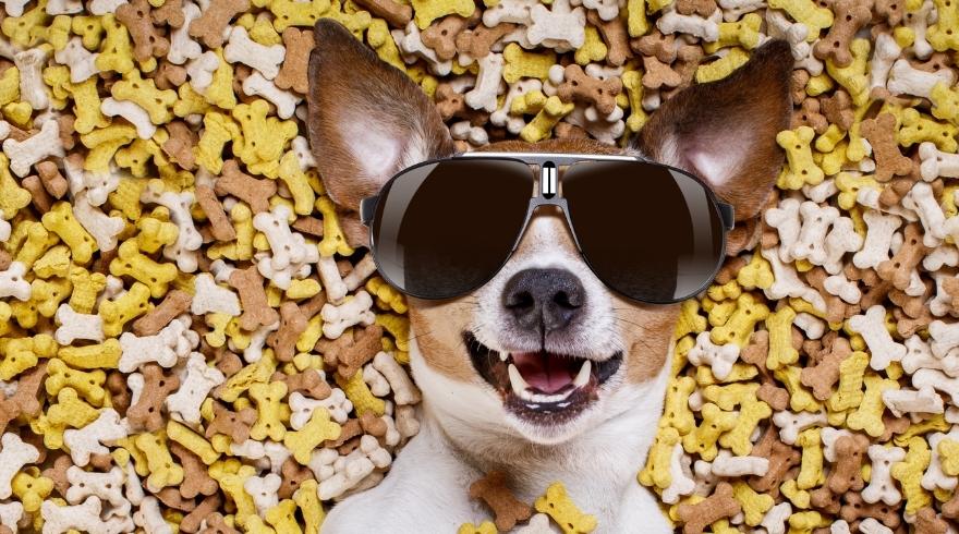 Mail workers find eight kilos of ecstasy pills hidden inside pet food in Coventry