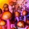 New study finds magic mushrooms could aid in recovery from alcohol addiction