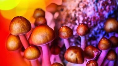 New study finds magic mushrooms could aid in recovery from alcohol addiction