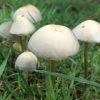 New study shows magic mushrooms could be a cure for severe depression