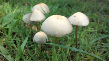 New study shows magic mushrooms could be a cure for severe depression