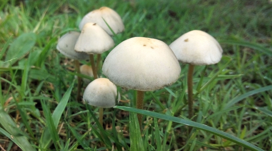 New study shows magic mushrooms could be a cure for severe depression