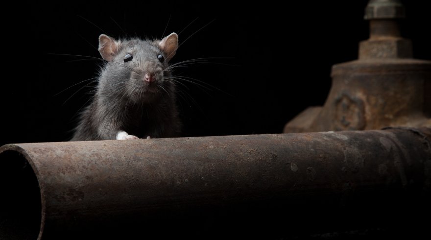 New study finds rats can dance in time to music like (some) humans